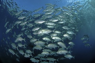 Large flock of bigeye mackerel (Caranx sexfasciatus), Indian Ocean, Maldives