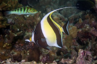 Holsterfish (Zanclus cornutus) only species of family Holsterfish, eastern Indian Ocean,