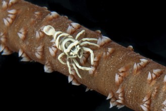 Ankers wire coral shrimp (Pontonides unciger) crawls sitting on whip coral (Cirrhipathes anguina),