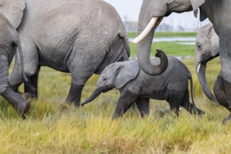African elephant (Loxodonta africana), herd, dam with young in Longinye Swamp, Amboseli National