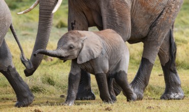 African elephant (Loxodonta africana), herd, juvenile in Longinye Swamp, Amboseli National Park,