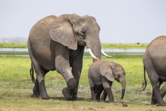 African elephant (Loxodonta africana), mother and young animal, Amboseli National Park, Rift Valley