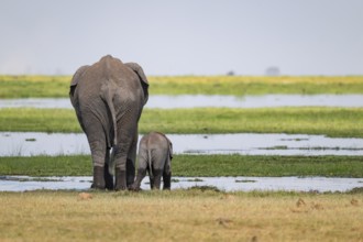 African elephant (Loxodonta africana), mother and young animal from behind, drinking at the water,