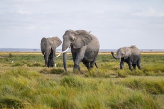 African elephant (Loxodonta africana), three animals in Longinye swamp with cow herons (Bubulcus