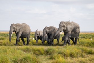 African elephant (Loxodonta africana), herd in Longinye swamp with cow herons (Bubulcus ibis),
