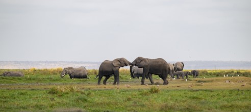 African elephant (Loxodonta africana), two bulls fighting with trunks, Amboseli National Park, Rift