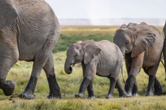 African elephant (Loxodonta africana), herd, young animals, Amboseli National Park, Rift Valley