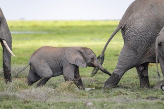 African elephant (Loxodonta africana), juvenile, Amboseli National Park, Rift Valley Province,