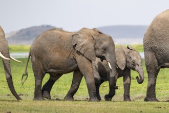 African elephant (Loxodonta africana), two young elephants, Amboseli National Park, Rift Valley