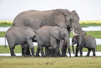 African elephant (Loxodonta africana), adult with young animals, near water, Amboseli National