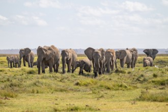 African elephant (Loxodonta africana), large herd of young animals, Amboseli National Park, Rift