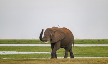 African elephant (Loxodonta africana), with herons (Bubulcus ibis), in Longinye swamp, stretches
