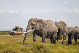 African elephant (Loxodonta africana), herd in Longinye swamp with cow herons (Bubulcus ibis), rear