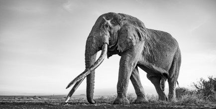African elephant (Loxodonta africana), the famous Super Tusker elephant Craig, old bull elephant