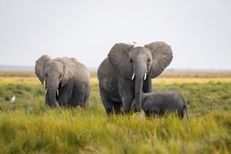 African elephant (Loxodonta africana), group with young animal in Longinye swamp with cow herons