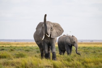African elephant (Loxodonta africana), two animals in Longinye swamp with cow herons (Bubulcus