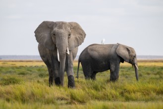 African elephant (Loxodonta africana), two animals in Longinye swamp with herons (Bubulcus ibis),