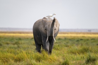 African elephant (Loxodonta africana), in Longinye swamp with heron (Bubulcus ibis), elephant