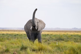 African elephant (Loxodonta africana), in Longinye swamp, elephant sticking trunk into the air,