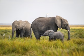 African elephant (Loxodonta africana), two adults with young in Longinye swamp with herons