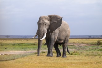 African elephant (Loxodonta africana), adult male, Amboseli National Park, Rift Valley Province,