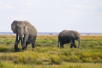 African elephant (Loxodonta africana), in Longinye swamp with heron (Bubulcus ibis), Amboseli