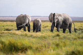 African elephant (Loxodonta africana), three animals in Longinye swamp, elephant sticking trunk