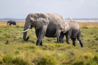 African elephant (Loxodonta africana), two animals in Longinye swamp with heron (Bubulcus ibis),