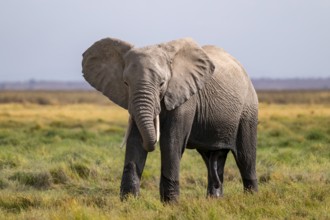 African elephant (Loxodonta africana), adult male, in Longinye Swamp, Amboseli National Park, Rift