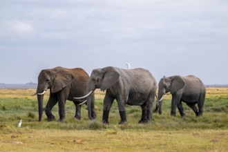 African elephant (Loxodonta africana), three animals in Longinye swamp with herons (Bubulcus ibis),
