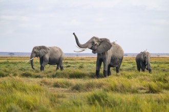 African elephant (Loxodonta africana), three animals in Longinye swamp with heron (Bubulcus ibis),