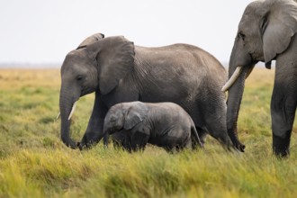 African elephant (Loxodonta africana), mother and young in Longinye Swamp, Amboseli National Park,