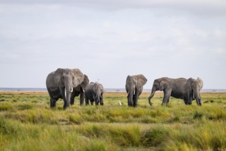 African elephant (Loxodonta africana), herd in Longinye swamp with cow herons (Bubulcus ibis),