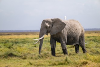 African elephant (Loxodonta africana), adult male in Longinye swamp with heron (Bubulcus ibis),