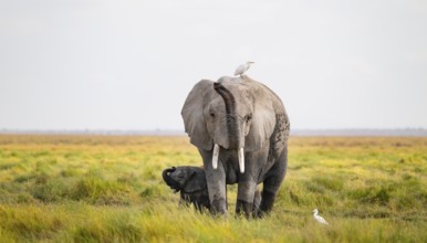 African elephant (Loxodonta africana), mother with young in Longinye swamp with cow egret (Bubulcus