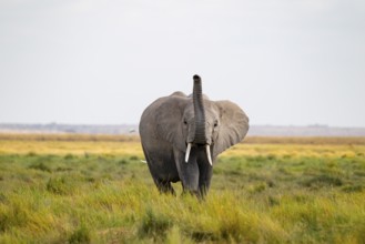 African elephant (Loxodonta africana), in Longinye swamp, stretching trunk into the air, animal
