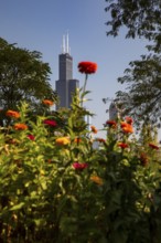 Chicago, Illinois - The Willis Tower (originally the Sears Tower), the tallest building in Chicago,