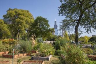 Chicago, Illinois - The Willis Tower (originally the Sears Tower), the tallest building in Chicago,
