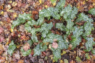 Italian arum stick (Arum italicum Pictum), Emsland, Lower Saxony, Germany