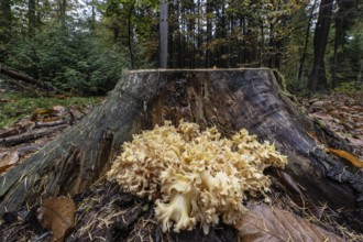Krause Glucke (Wood Cauliflower crispa), Emsland, Lower Saxony, Germany