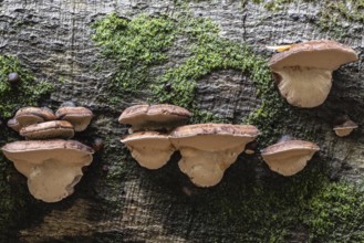 Hardwood resin porling (Ischnoderma resinosum), Emsland, Lower Saxony, Germany
