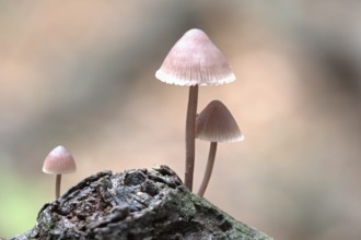 Large blood helmet (Mycena haematopus), Emsland, Lower Saxony, Germany
