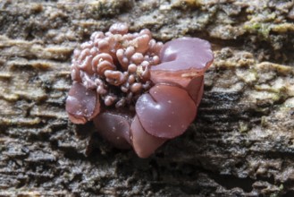 Meat red gelatinous cup (Ascocoryne sarcoides), Emsland, Lower Saxony, Germany