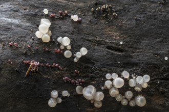 Gemeiner Buchenkreisling (Neobulgaria pura), Emsland, Lower Saxony, Germany