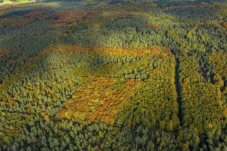 Aerial view, Uedemer Hochwald, mixed forest in colors, shapes and colors, Uedemerbruch, Uedem,