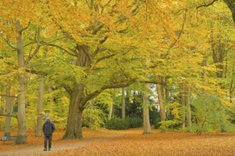 Autumn in Großer Tiergarten Park, Mitte, Berlin, Germany