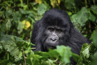 Mountain gorilla (Gorilla beringei beringei), between leaves, animal portrait, Bwindi Impenetrable