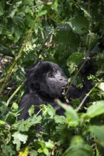 Mountain gorilla (Gorilla beringei beringei), among leaves, Bwindi Impenetrable Forest, Uganda