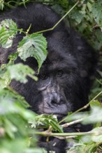 Mountain gorilla (Gorilla beringei beringei), adult male, silverback, animal portrait, among