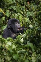 Mountain gorilla (Gorilla beringei beringei), eating leaves, Bwindi Impenetrable Forest, Uganda